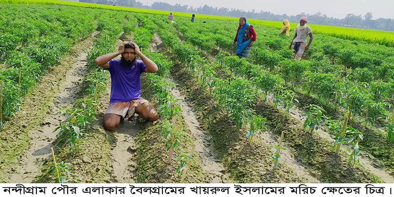 মরিচ চাষীর স্বপ্ন ভেঙ্গে দিলো দুর্বৃত্তরা! মরিচ চাষীর স্বপ্ন ভেঙ্গে দিলো দুর্বৃত্তরা!