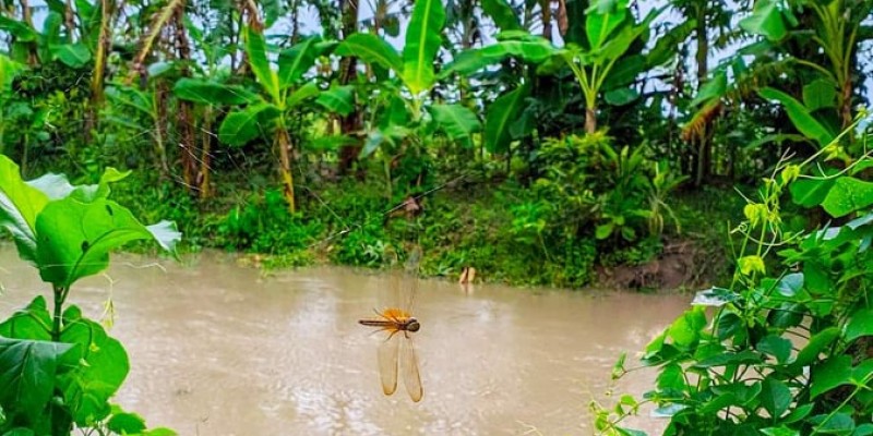 ফড়িং ফড়িং