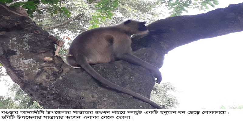 দলছুট হনুমানটি লোকালয়ে এসে বিপাকে! দলছুট হনুমানটি লোকালয়ে এসে বিপাকে!
