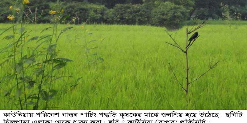 কাউনিয়ায় পরিবেশবান্ধব পার্চিং পদ্ধতি জনপ্রিয় হয়ে উঠেছে কাউনিয়ায় পরিবেশবান্ধব পার্চিং পদ্ধতি জনপ্রিয় হয়ে উঠেছে