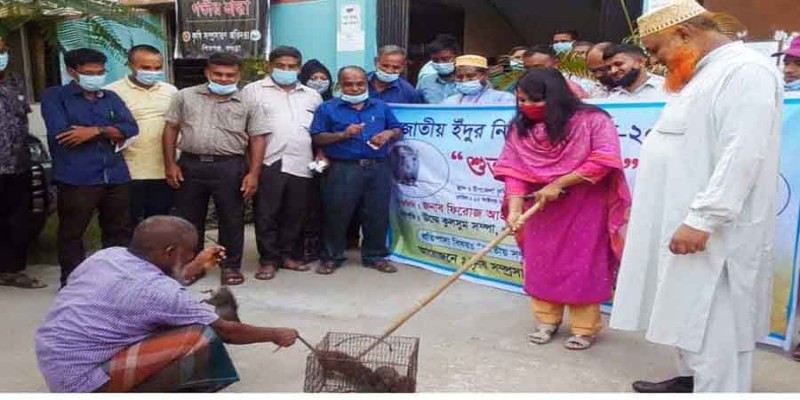 শিবগঞ্জে জাতীয় ইঁদুর নিধন অভিযান উদ্বোধন শিবগঞ্জে জাতীয় ইঁদুর নিধন অভিযান উদ্বোধন