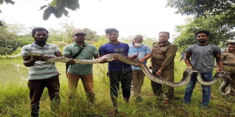 শরণখোলায় অজগর উদ্ধার, সুন্দরবনে অবমুক্ত শরণখোলায় অজগর উদ্ধার, সুন্দরবনে অবমুক্ত