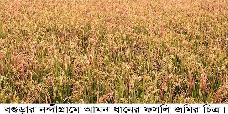 নন্দীগ্রামে মরে যাচ্ছে আমন ধানের শীষ, চিন্তিত কৃষক নন্দীগ্রামে মরে যাচ্ছে আমন ধানের শীষ, চিন্তিত কৃষক