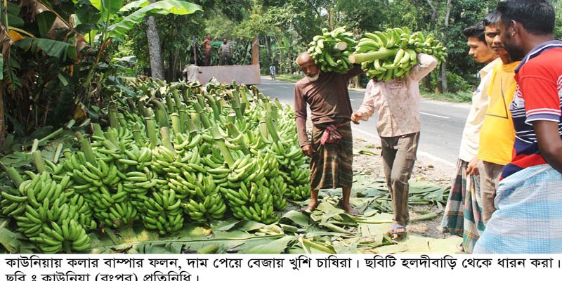 কাউনিয়ায় কৃষিতে অপার সম্ভবনা কলার বাম্পার ফলন কাউনিয়ায় কৃষিতে অপার সম্ভবনা কলার বাম্পার ফলন