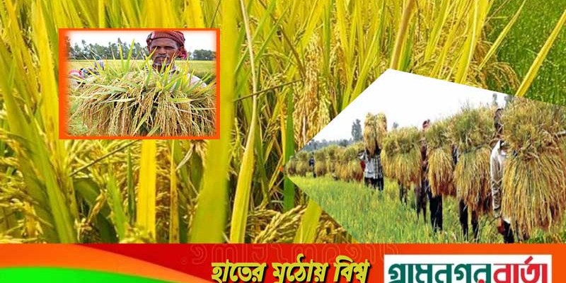 একবার রোপণ করলেই বছরে পাঁচবার ফলন! একবার রোপণ করলেই বছরে পাঁচবার ফলন!