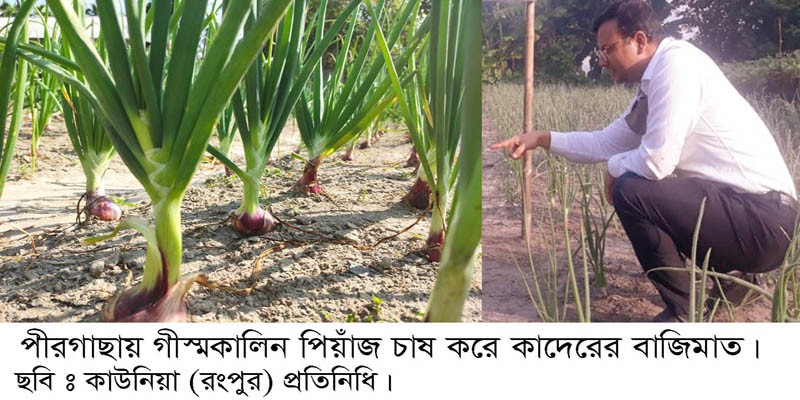 গ্রীষ্মকালীন পেঁয়াজ চাষ করে কাদেরের বাজিমাত গ্রীষ্মকালীন পেঁয়াজ চাষ করে কাদেরের বাজিমাত