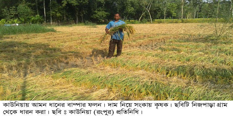 কাউনিয়ায় আমন ধানের বাম্পার ফলন, দাম নিয়ে সংকিত কৃষক কাউনিয়ায় আমন ধানের বাম্পার ফলন, দাম নিয়ে সংকিত কৃষক