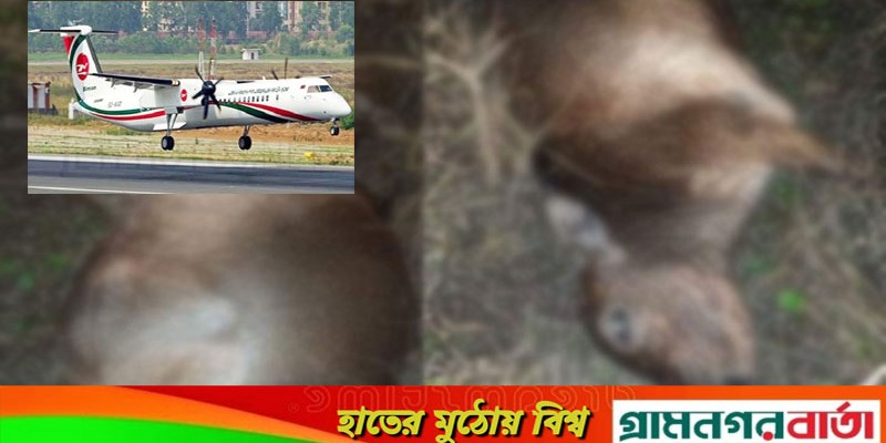 বিমানের ধাক্কায় প্রাণ গেল দুই গরুর, বাঁচলেন ৯৪ আরোহী বিমানের ধাক্কায় প্রাণ গেল দুই গরুর, বাঁচলেন ৯৪ আরোহী