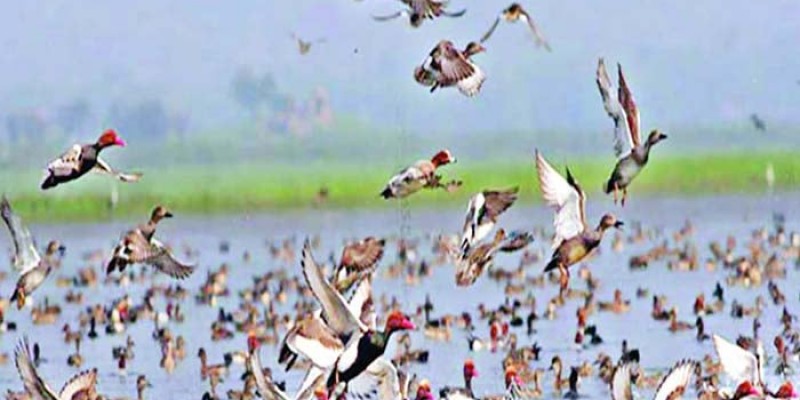 অতিথি পাখি অতিথি পাখি