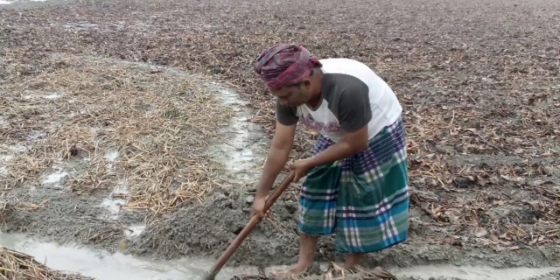 টঙ্গীবাড়ীতে ৩ দিনের টানা বর্ষনে আলু চাষীদের মাথায় হাত! টঙ্গীবাড়ীতে ৩ দিনের টানা বর্ষনে আলু চাষীদের মাথায় হাত!