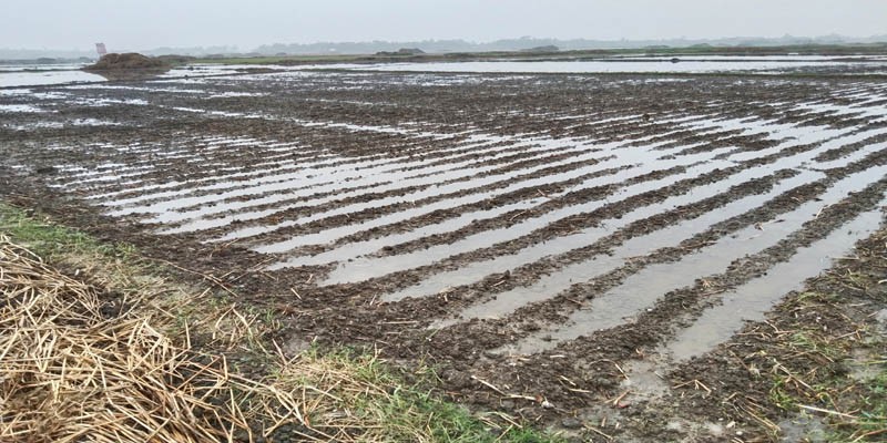সিরাজদিখানে আলু চাষীদের মাথায় হাত সিরাজদিখানে আলু চাষীদের মাথায় হাত