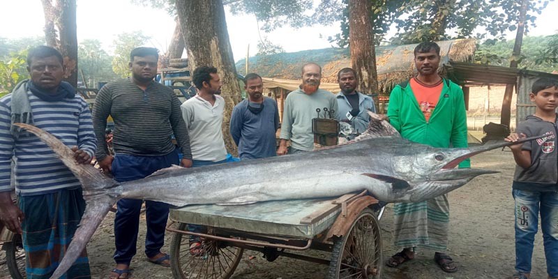 জেলেদের জালে ধরা পরলো ৪ মন ওজনের গোলপাতা মাছ জেলেদের জালে ধরা পরলো ৪ মন ওজনের গোলপাতা মাছ