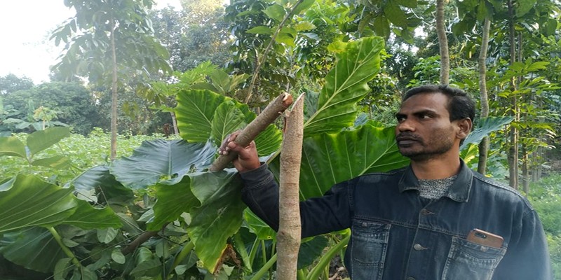 মেহেরপুরে গাছের সাথে শত্রুতার অভিযোগ মেহেরপুরে গাছের সাথে শত্রুতার অভিযোগ