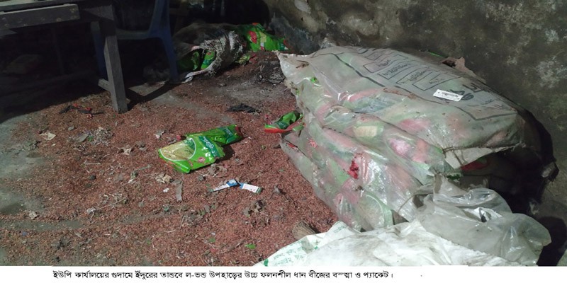 আদমদীঘিতে প্রধানমন্ত্রীর উপহারের ধান বীজ ইঁদুরের পেটে ! আদমদীঘিতে প্রধানমন্ত্রীর উপহারের ধান বীজ ইঁদুরের পেটে !