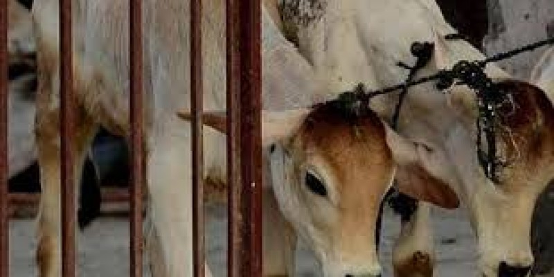 নন্দীগ্রামে গ্যাস ট্যাবলেট খাইয়ে ৪ গরু মেরে ফেলার অভিযোগ নন্দীগ্রামে গ্যাস ট্যাবলেট খাইয়ে ৪ গরু মেরে ফেলার অভিযোগ