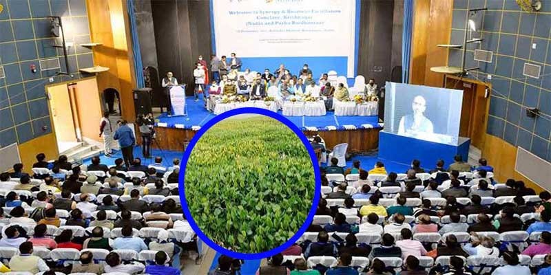 কচুরিপানা শুকিয়ে ২৫ টাকা কেজি দরে বিক্রি করার পরামর্শ কচুরিপানা শুকিয়ে ২৫ টাকা কেজি দরে বিক্রি করার পরামর্শ