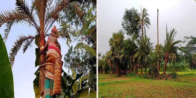 মাদারীপুরে দশ বছরে বিলীন ৩৭ হাজার খেজুর গাছ মাদারীপুরে দশ বছরে বিলীন ৩৭ হাজার খেজুর গাছ