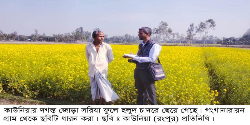 কাউনিয়ায় দিগন্ত জুড়ে সরিষা ফুলের হলুদের সমারোহ কাউনিয়ায় দিগন্ত জুড়ে সরিষা ফুলের হলুদের সমারোহ