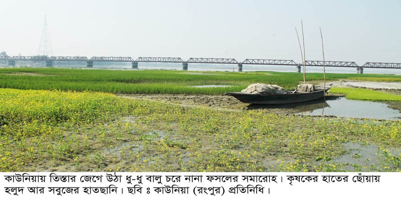 কাউনিয়ায় তিস্তার ধু-ধু বালু চরে সবুজের সমারোহ কাউনিয়ায় তিস্তার ধু-ধু বালু চরে সবুজের সমারোহ