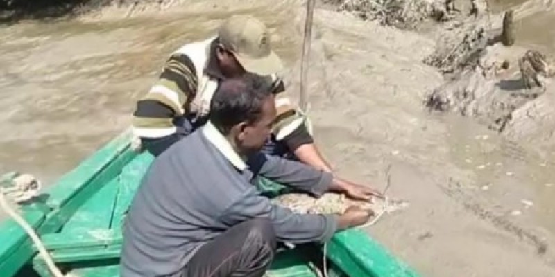 বাগেরহাটে জেলের জালে আটকে পড়া কুমির উদ্ধার করল বন বিভাগ বাগেরহাটে জেলের জালে আটকে পড়া কুমির উদ্ধার করল বন বিভাগ