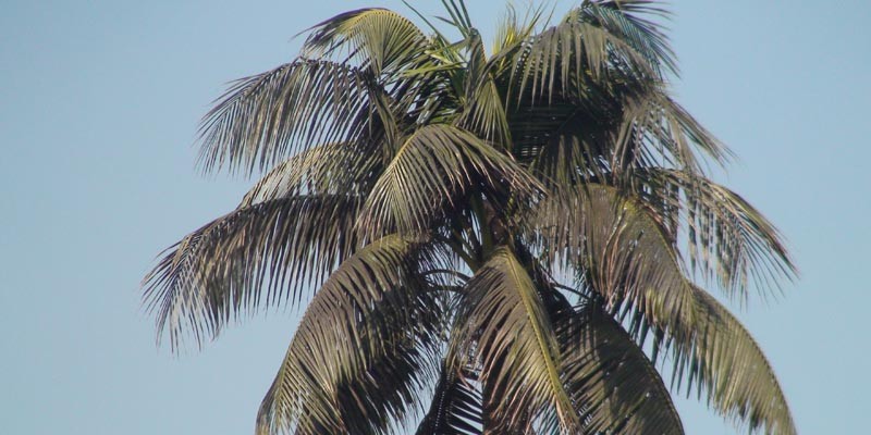 গাছে হোয়াইট ফ্লাই’র আক্রমনে ধ্বংসের মুখে নারকেল শিল্প