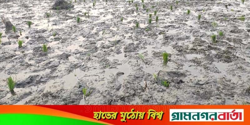 মুন্সীগঞ্জে কৃষকে মারধর ও রোপনকৃত ৪০ শতাংশ জমির ধানের ক্ষতি মুন্সীগঞ্জে কৃষকে মারধর ও রোপনকৃত ৪০ শতাংশ জমির ধানের ক্ষতি