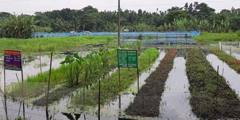 ভাসমান সবজি চাষে কৃষকের মুখে খুশির ঝিলিক ভাসমান সবজি চাষে কৃষকের মুখে খুশির ঝিলিক