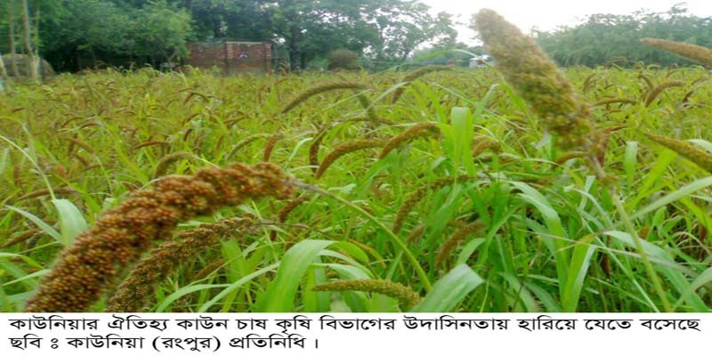 কাউনিয়ায় কৃষি বিভাগের উদাসিনতায় হারিয়ে যাচ্ছে কাউনের চাষ কাউনিয়ায় কৃষি বিভাগের উদাসিনতায় হারিয়ে যাচ্ছে কাউনের চাষ