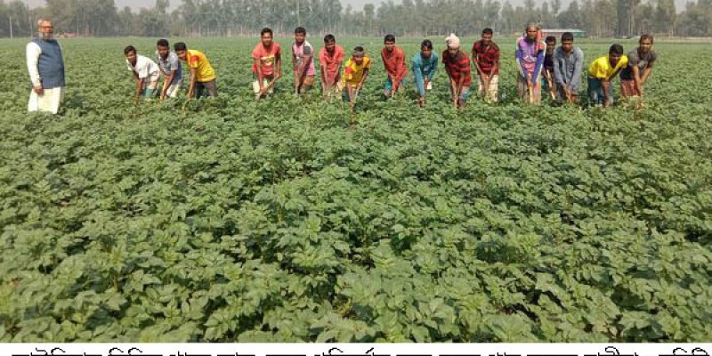 কাউনিয়ায় আলুর ভালো ফলনের আশা কৃষকের কাউনিয়ায় আলুর ভালো ফলনের আশা কৃষকের