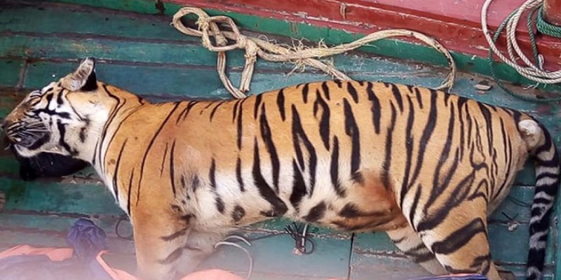 সুন্দরবনের খাল থেকে বাঘের মরদেহ উদ্ধার সুন্দরবনের খাল থেকে বাঘের মরদেহ উদ্ধার