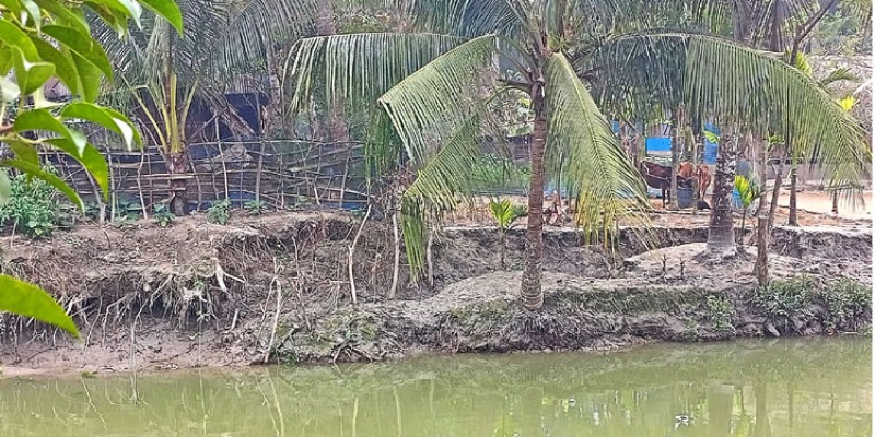 লবনাক্ততার কারনে কমে যাচ্ছে জমির উৎপাদন লবনাক্ততার কারনে কমে যাচ্ছে জমির উৎপাদন
