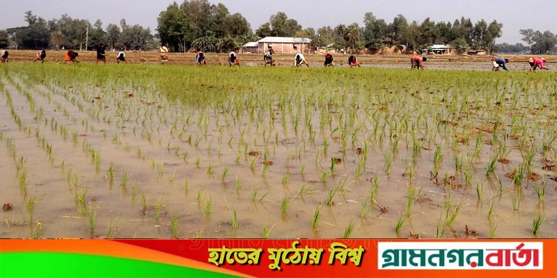 বোরো চাষে ব্যস্ত কৃষকরা বোরো চাষে ব্যস্ত কৃষকরা