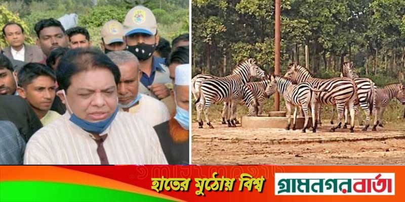 সাফারি পার্কে জেব্রাগুলো মারা যায়নি হত্যা করা হয়েছে, দাবি এমপির সাফারি পার্কে জেব্রাগুলো মারা যায়নি হত্যা করা হয়েছে, দাবি এমপির