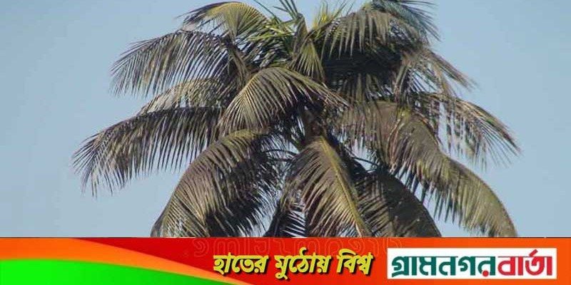 নারকেল গাছে হোয়াইট ফ্লাই’র আক্রমণ, কমেছে উৎপাদন-মরছে গাছ নারকেল গাছে হোয়াইট ফ্লাই’র আক্রমণ, কমেছে উৎপাদন-মরছে গাছ