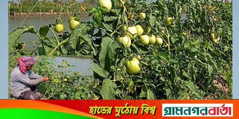 জোড় কলম টমেটো চাষে অলোকের সাফল্য জোড় কলম টমেটো চাষে অলোকের সাফল্য