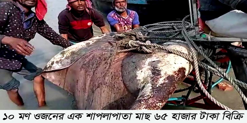 ১০ মণ ওজনের শাপলাপাতা মাছ ৬৫ হাজার টাকা বিক্রি ১০ মণ ওজনের শাপলাপাতা মাছ ৬৫ হাজার টাকা বিক্রি