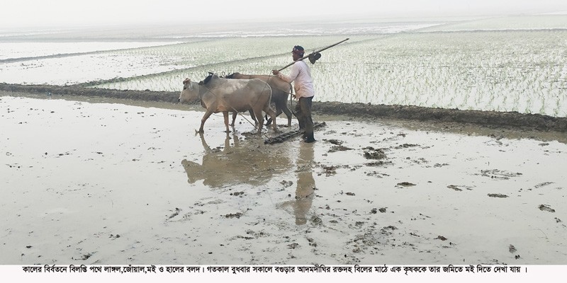 কালের বির্বতনে বিলুপ্তির পথে লাঙ্গল জোঁয়াল মই-হালের বলদ কালের বির্বতনে বিলুপ্তির পথে লাঙ্গল জোঁয়াল মই-হালের বলদ