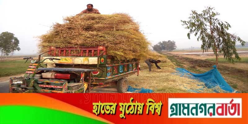 এবারো সরিষার বাম্পার ফলন এবারো সরিষার বাম্পার ফলন