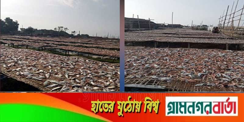 ঝড়ে দুবলার চরে ২ কোটি টাকার শুটকির ক্ষতি ঝড়ে দুবলার চরে ২ কোটি টাকার শুটকির ক্ষতি