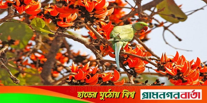 এবার সীমিত আকারে হবে বসন্ত উৎসব এবার সীমিত আকারে হবে বসন্ত উৎসব