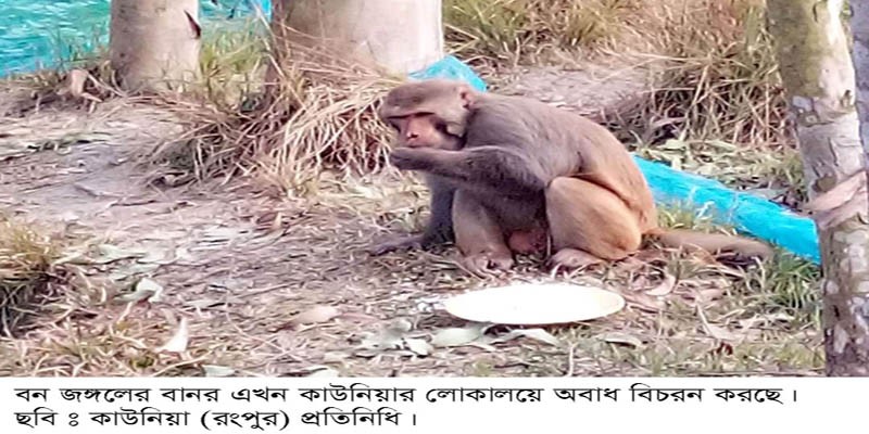 বন-জঙ্গলের বানর এখন লোকালয়ে--! বন-জঙ্গলের বানর এখন লোকালয়ে--!