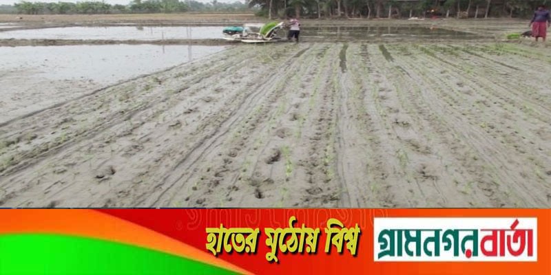 সমলয় পদ্ধতিতে বোরো আবাদ, কমবে খরচ সমলয় পদ্ধতিতে বোরো আবাদ, কমবে খরচ
