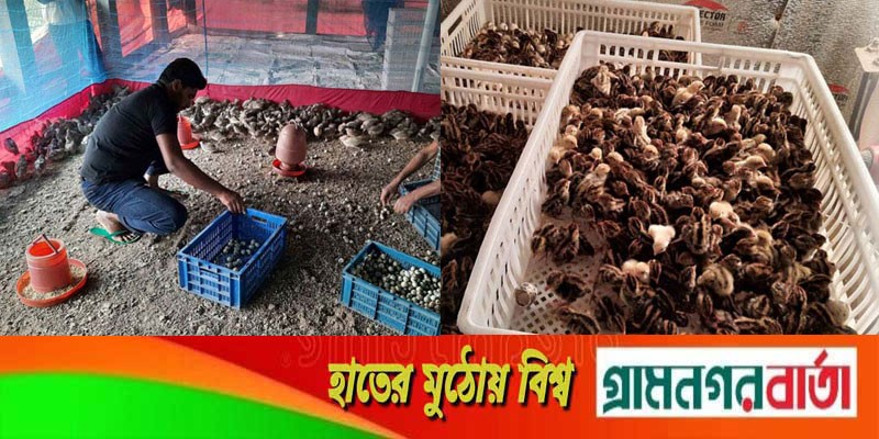 ৭৯ বাচ্চা দিয়ে শুরু, মেহেদীর খামারে এখন ১৬ হাজার কোয়েল ৭৯ বাচ্চা দিয়ে শুরু, মেহেদীর খামারে এখন ১৬ হাজার কোয়েল