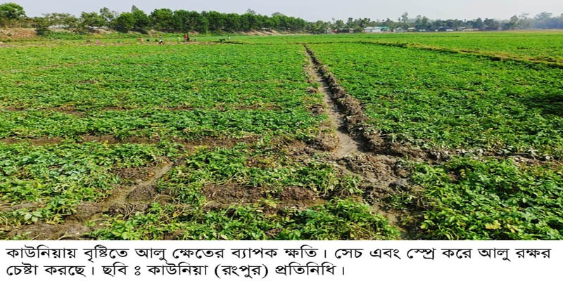 কাউনিয়ায় বৃষ্টিতে আলু ক্ষেতের ব্যাপক ক্ষতি, কৃষকেরা হতাশ কাউনিয়ায় বৃষ্টিতে আলু ক্ষেতের ব্যাপক ক্ষতি, কৃষকেরা হতাশ