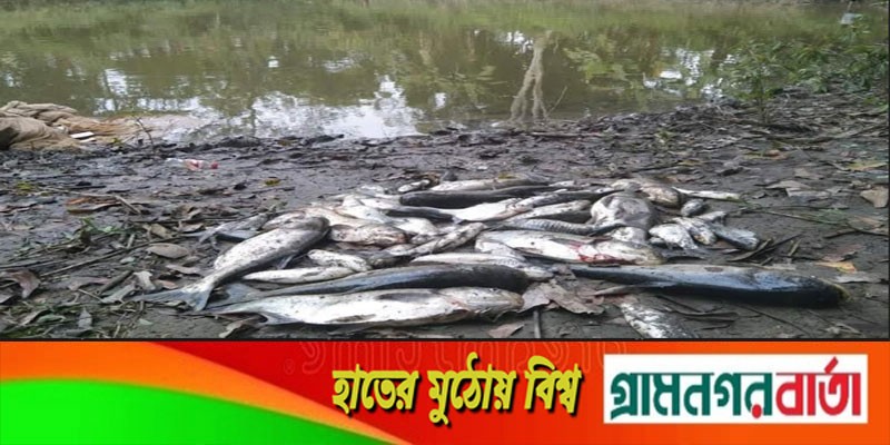 পুকুরে ভেসে উঠছে মরা মাছ, বিষ প্রয়োগ করার অভিযোগ ভুক্তভোগীর পুকুরে ভেসে উঠছে মরা মাছ, বিষ প্রয়োগ করার অভিযোগ ভুক্তভোগীর