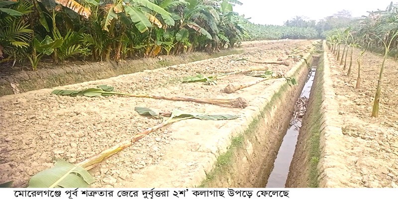 ২০০ কলাগাছ উপড়ে ফেলেছে দুর্বৃত্তরা ২০০ কলাগাছ উপড়ে ফেলেছে দুর্বৃত্তরা