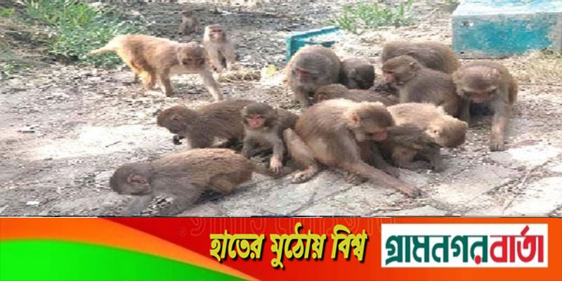 পর্যটক দেখলেই ছুটে আসে বানরের দল, বদলে যাচ্ছে খাদ্যাভ্যাস পর্যটক দেখলেই ছুটে আসে বানরের দল, বদলে যাচ্ছে খাদ্যাভ্যাস
