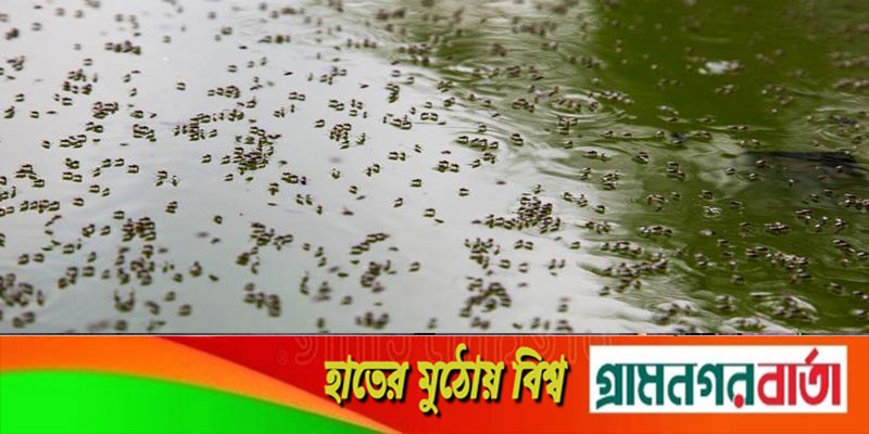 চলতি মাসে রাজধানীতে মশার ঘনত্ব হবে চারগুণ চলতি মাসে রাজধানীতে মশার ঘনত্ব হবে চারগুণ