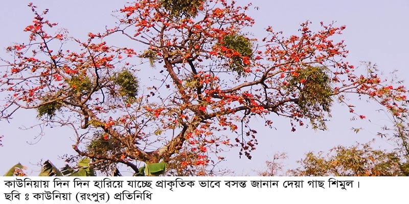 বন ও কৃষি বিভাগের উদাসিনতায় কাউনিয়ায় শিমুল গাছটি বিলুপ্তির পথে বন ও কৃষি বিভাগের উদাসিনতায় কাউনিয়ায় শিমুল গাছটি বিলুপ্তির পথে