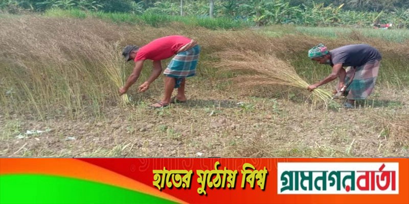 শিবচরে সরিষার দামে খুশি কৃষকেরা শিবচরে সরিষার দামে খুশি কৃষকেরা
